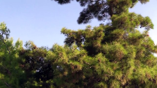 Alanya'da orman yangını - ANTALYA