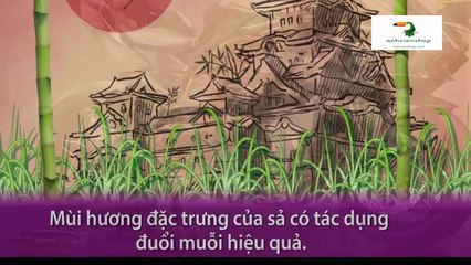 5 bí mật chống muỗi đốt bằng mùi hương tự nhiên hiệu quả