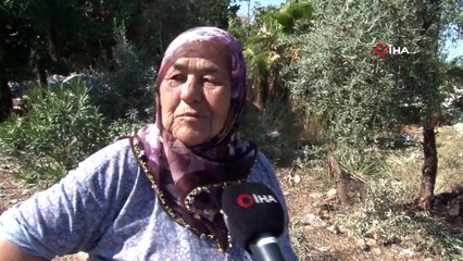 Zeytinleri toplayıp ağaçları kökünden kesen şahıs kaçamadan yakalandı