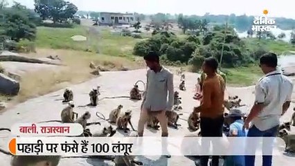 पहाड़ी पर फंसे हैं 100 लंगूर