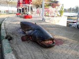 Balıkçının ağına 80 kiloluk yayın balığı takıldı