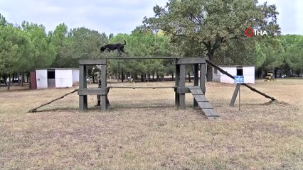 Sınır Ötesi Operasyonlarda Yerli Irk Köpeği Kullanılıyor