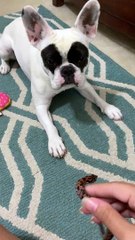 Doggo Doesn't like Snakes