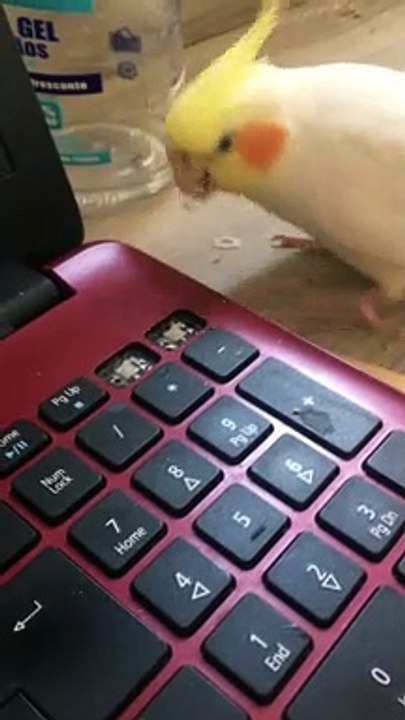 Feathered Keyboard Warrior