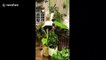 British man shows off "jungle home" filled with exotic plants