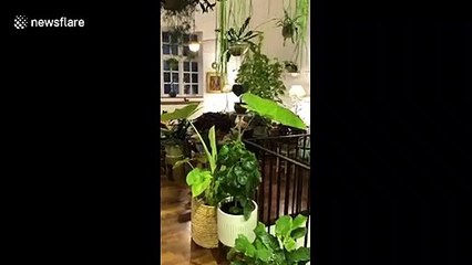 British man shows off "jungle home" filled with exotic plants