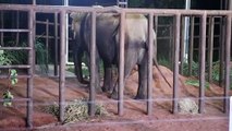 وصول أنثى فيل أنقذت من مشقات عروض السيرك إلى محمية في البرازيل