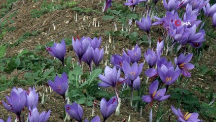 Çoluk Çocuk Safran Tarlasına Akın Etti