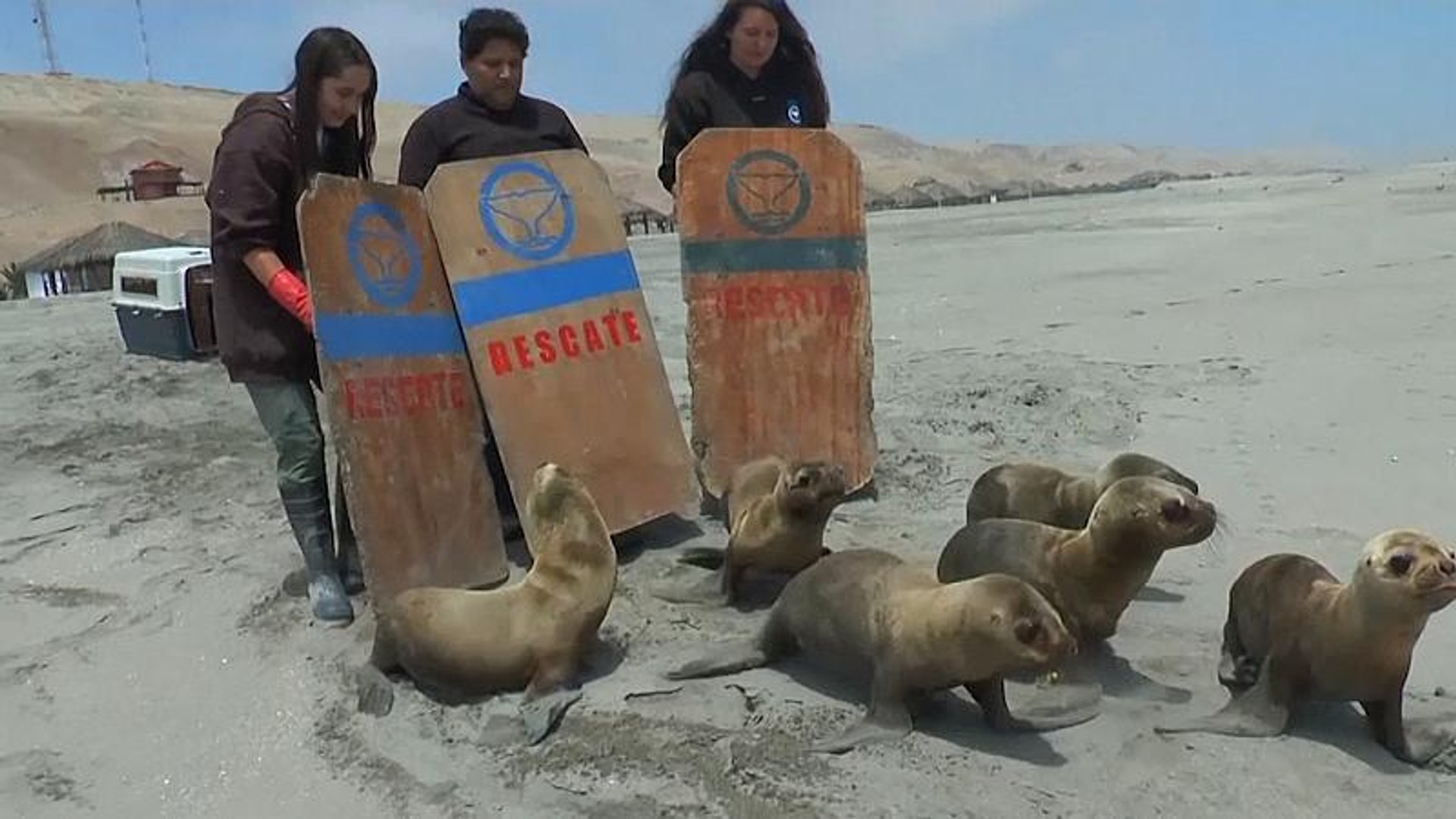 ⁣Six sea lions returned to ocean in Peru