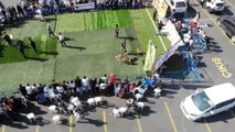 Türk çoban köpekleri Ümraniye'de yarıştı
