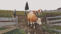 تقليد إنزال الماشية من مراعي جبال الألب