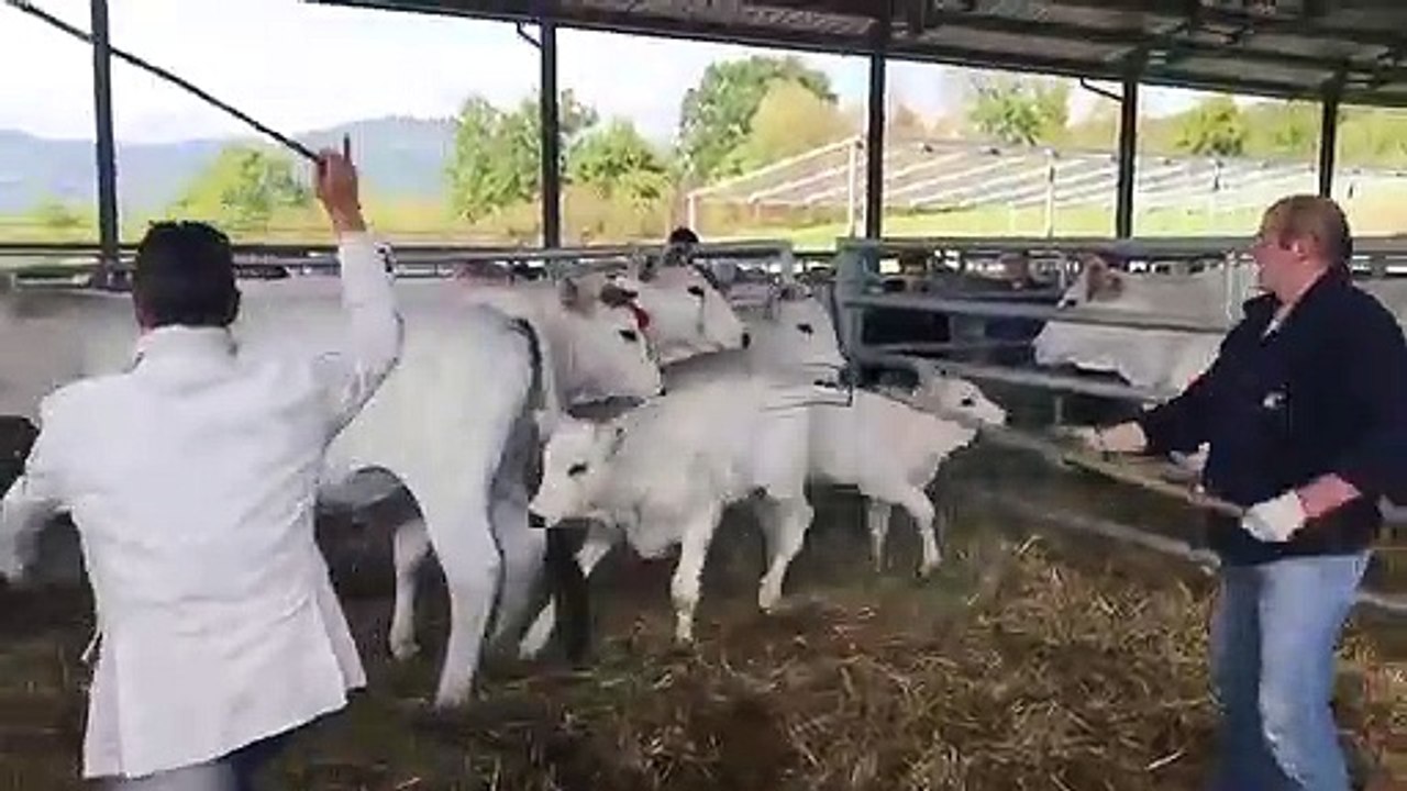 Si tratta di amici