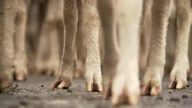 Madrid se llena de ovejas para celebrar la fiesta de la Trashumancia