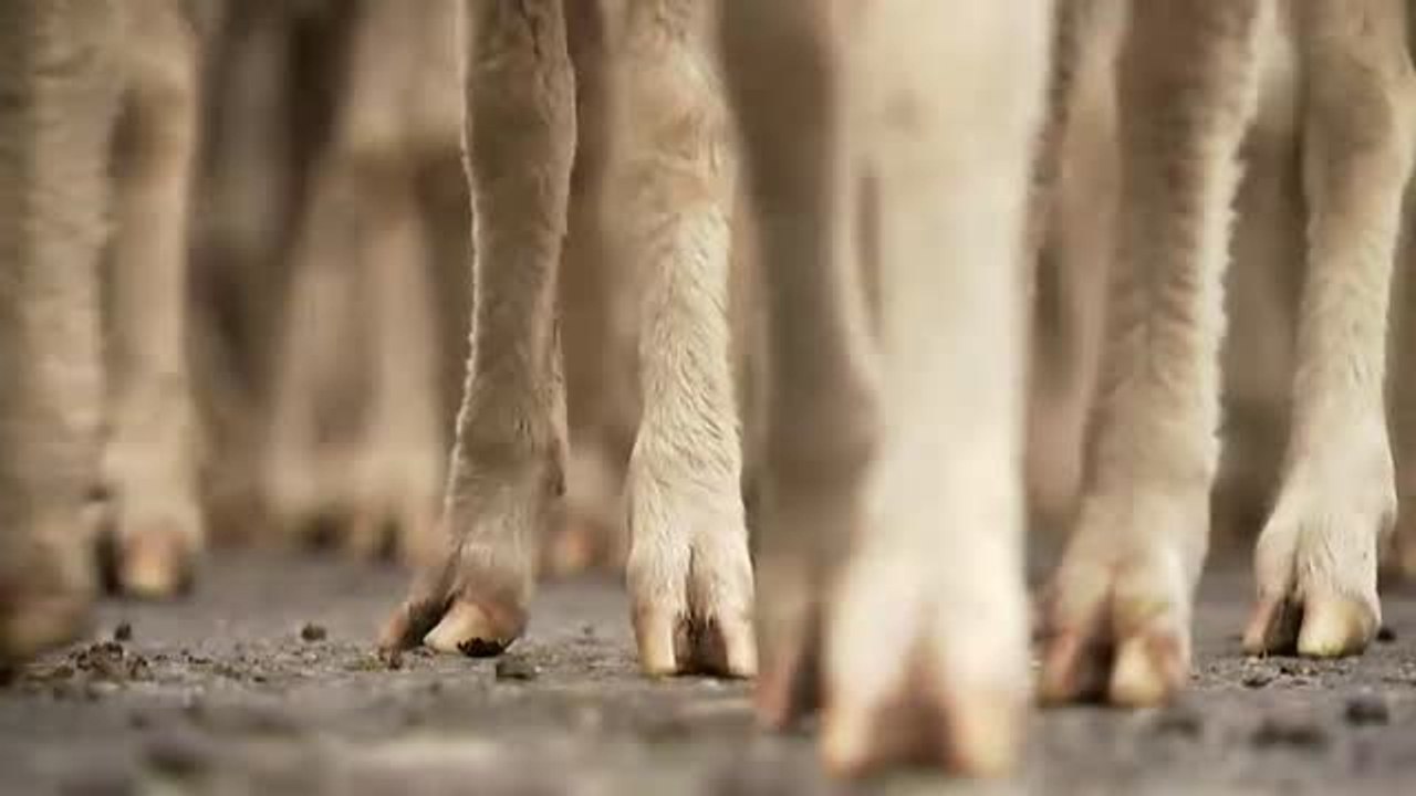 Madrid se llena de ovejas para celebrar la fiesta de la Trashumancia