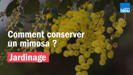 Vos Questions Jardin: Comment conserver un mimosa, l'hiver, en Auvergne