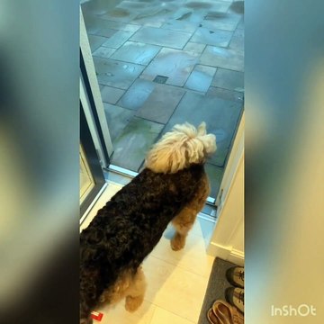 TOC ? Ce chien ne franchit les porte qu'en marchant en arrière !