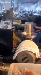 Un chien danse sur « Jump Around » dans un carton