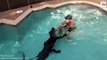 Il capture un alligator dans une piscine