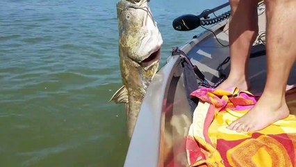 Ce poisson chat a été bien trop gourmand