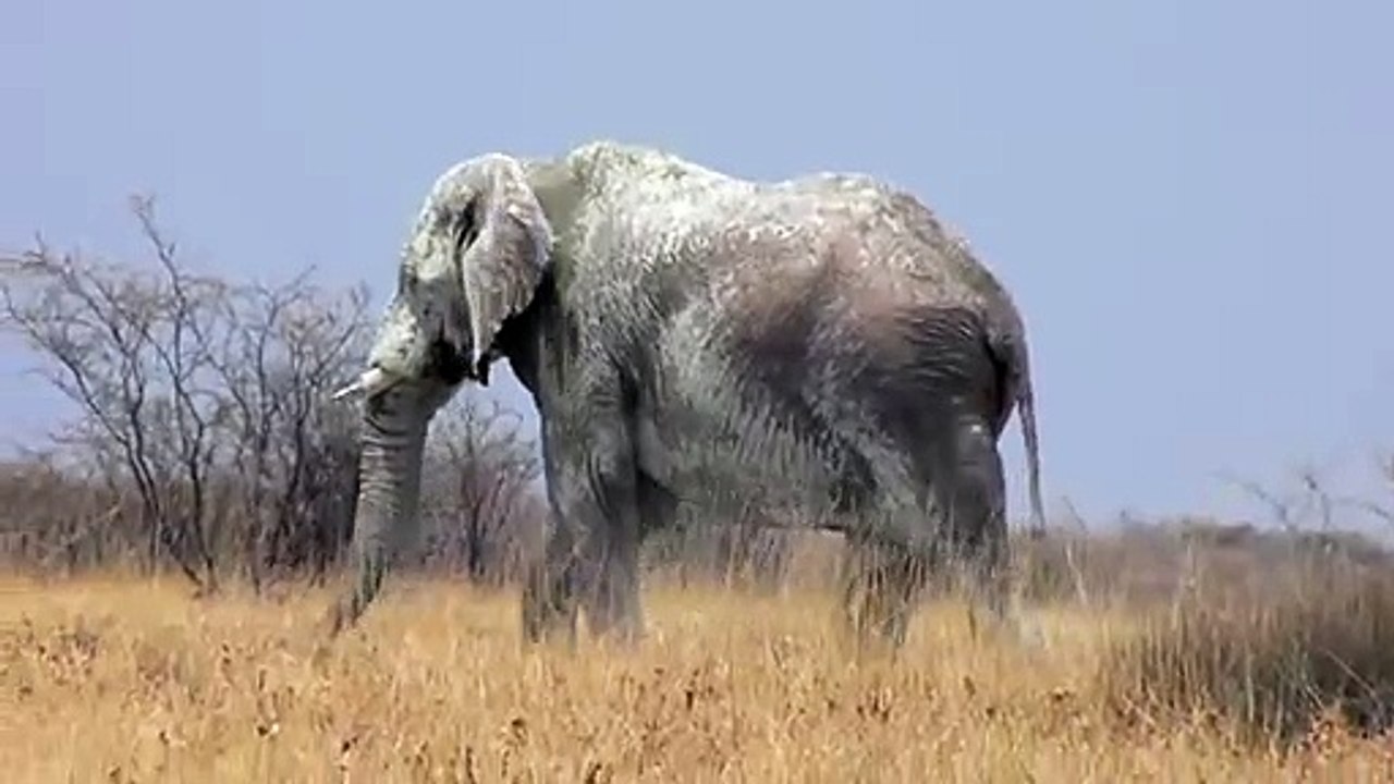Ils ont filmé le plus vieil éléphant du Etosha National Park