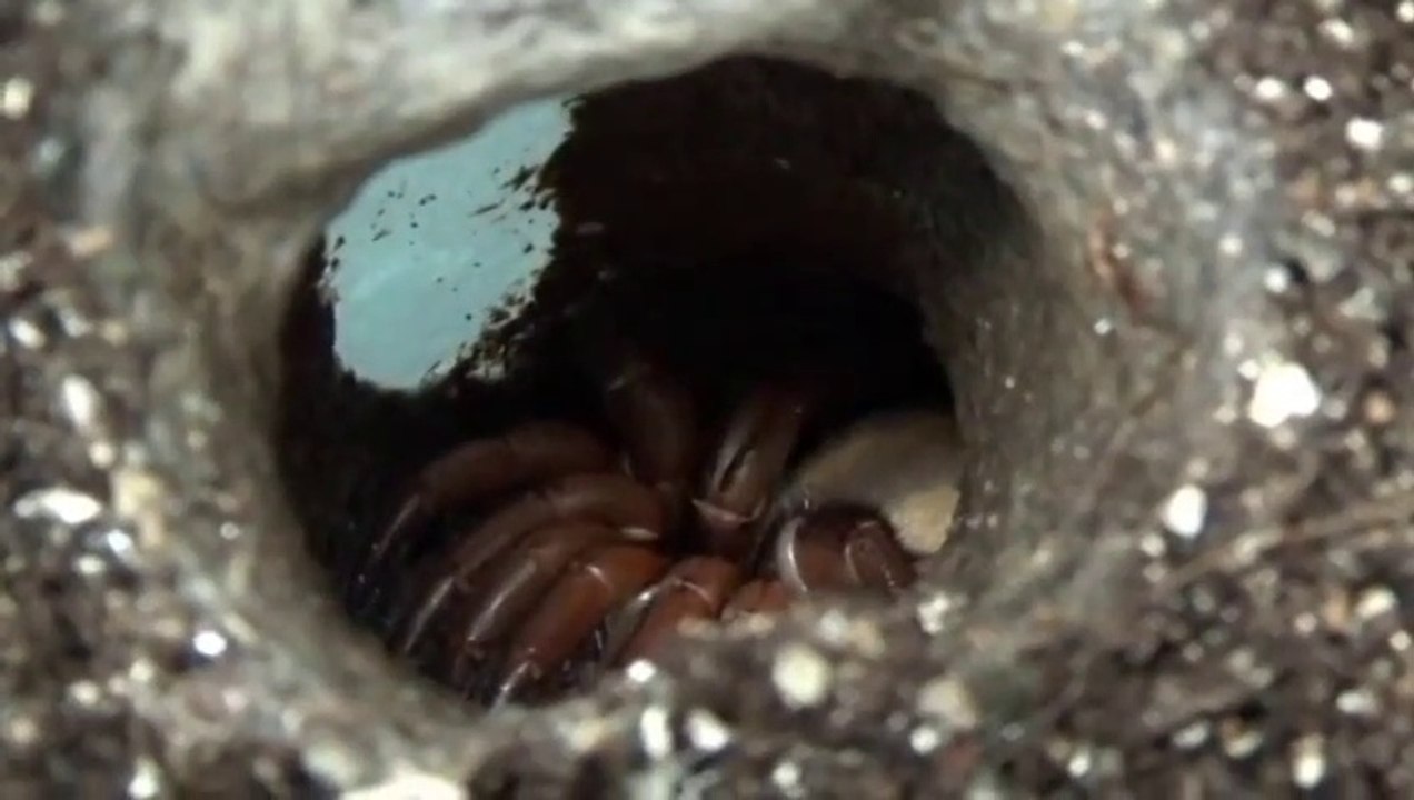 Voilà à quoi ressemble le nid d'une araignée fouisseuse... terrifiant