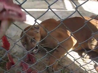 Cette panthère est très en colère... Terrifiant