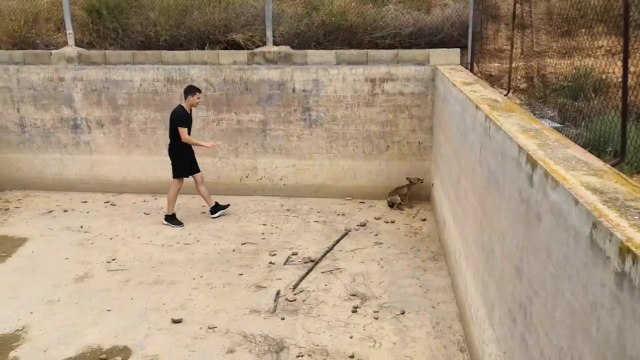 Pas simple de sauver 2 renards sauvages piégés dans un bassin vide