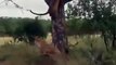 Leopard's dramatic escape from hyena attack captured on camera. Video is viral