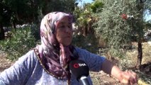 Antalya'da Zeytin Ağacı Katliamı