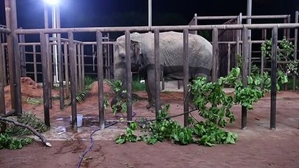 Ramba, una elefante rescatada de un circo, llega a un santuario en Brasil
