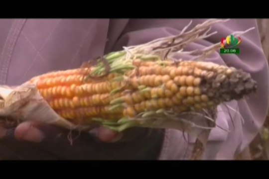 RTB/Les dernières pluies tombées dans certaines localités du Burkina ne sont pas favorables aux premières récoltes agricoles