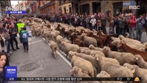 [이 시각 세계] 스페인 마드리드 도심에서 '양떼 행렬'