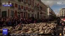 [이 시각 세계] 스페인 마드리드 도심에서 '양떼 행렬'