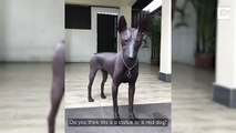 Las redes confunden a este perro sin pelo con una estatua