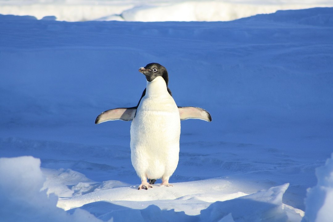 El 'Indiana Jones' pingüino, que salta 'in extremis' del bloque de hielo, se vuelve a poner de moda