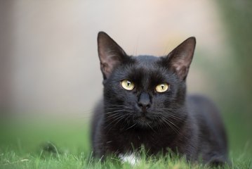 La gata negra da un susto de muerte a los dos zorros árticos