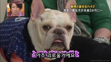 38★[미루코] 암에 걸린 불독