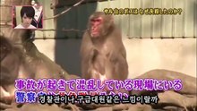 41★원숭이산의 리더(벤츠)는 왜 실종되었나