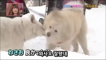 40★[와사오] 2편◆와사오의 신붓감