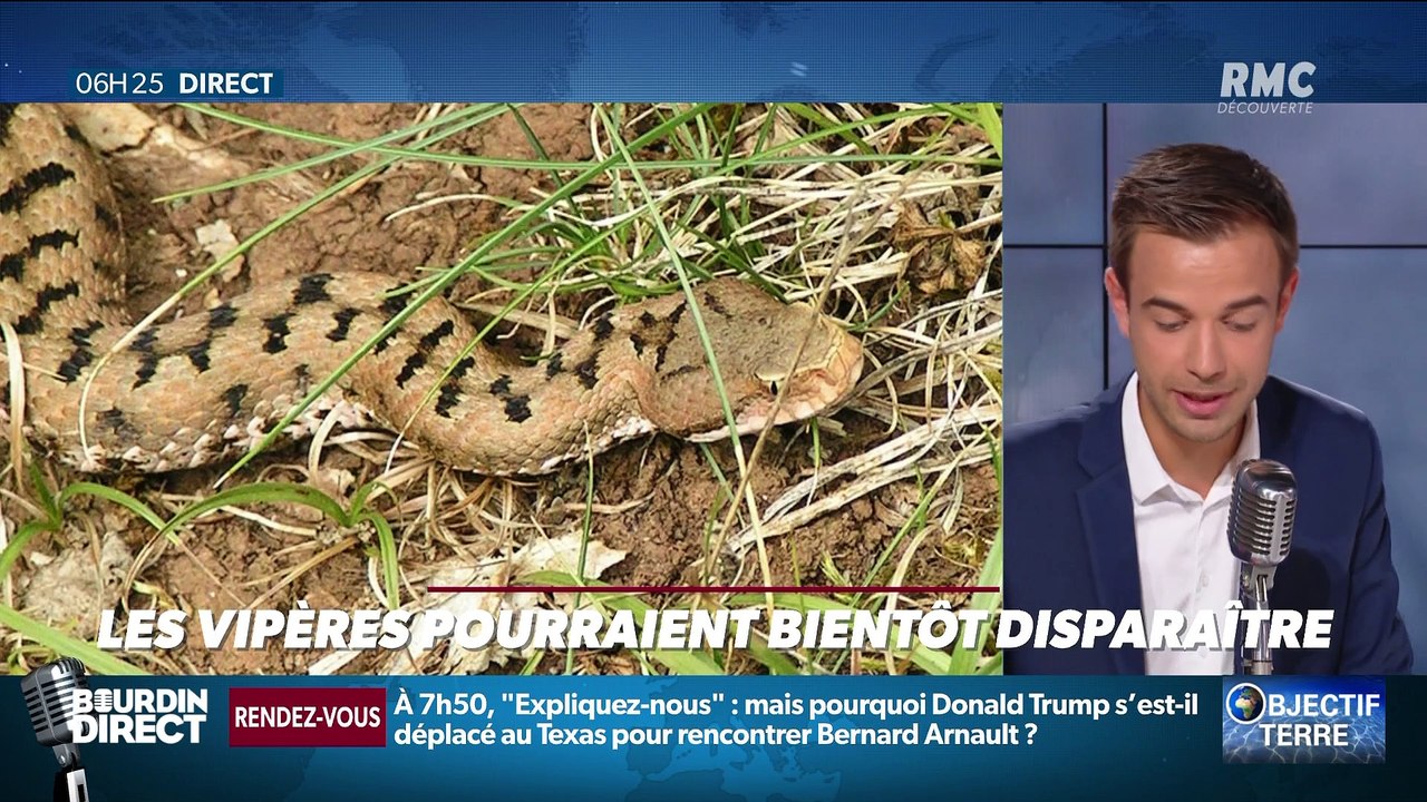 Objectif Terre : Les vipères pourraient bientôt disparaître - 21/10