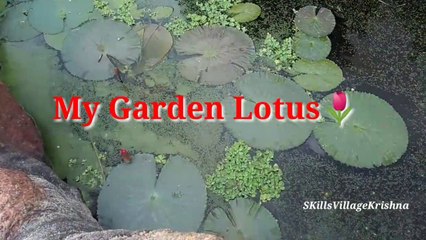 My garden lotus flower|SKillsVillageKrishna