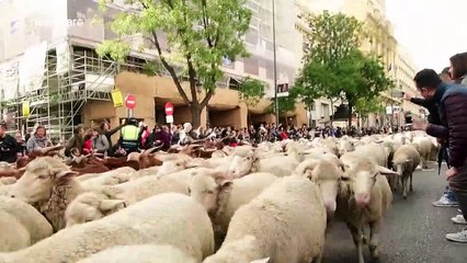 Thousands of sheep march through streets of Madrid for Transhumance festival