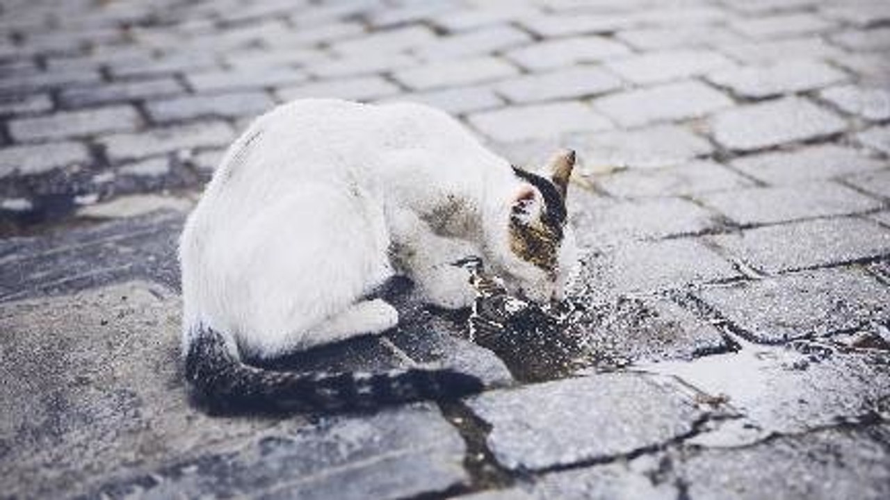 Kucing Dicekokin Minuman Keras