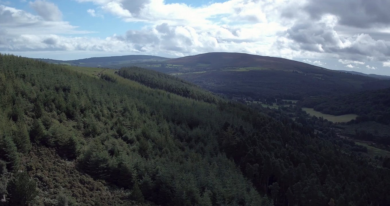 Endless Forest