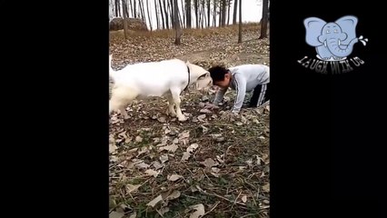 TRY NOT TO LAUGH | Fails & Funny Moments | Funny Vines May 2019