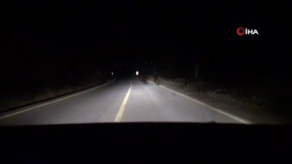 Kocaeli'de aç kalan ayılar yemek ararken araçların önüne indi