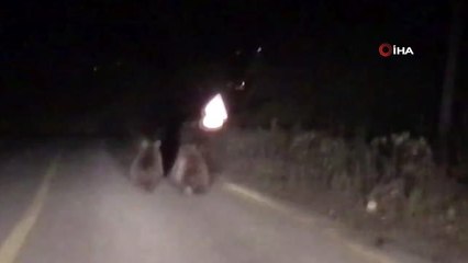 Kocaeli'de aç kalan ayılar yemek ararken araçların önüne indi