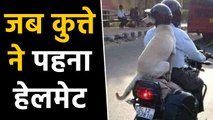 New Motor Vehicle Act का खौफ, Viral हुई कुत्ते की Helmet पहने हुई Photo | वनइंडिया हिंदी