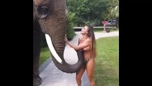 Elephants are joking