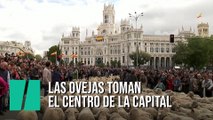 Miles de ovejas recorren el centro de Madrid en al Fiesta de la Trashumancia